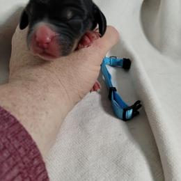 Girl 8 - Black white and tan female English Springer Spaniel puppy in Redding, California from Springer's Journey Spaniels California