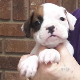 Boxer Puppies from CinniBon Boxers