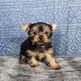 Pup 3 - Black and tan male Yorkshire Terrier puppy in Polk City, Florida from Yorkies by Casey