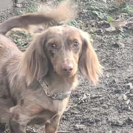 Esme - Dachshund