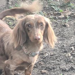 Esme - Dachshund