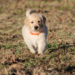 Golden Retriever Puppies from Golden Barnes Kennel