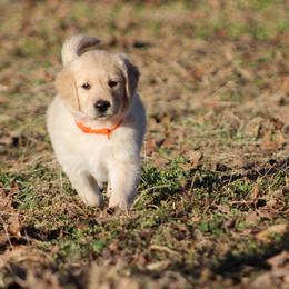 Golden Retriever Puppies from Golden Barnes Kennel