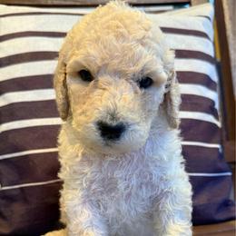 Class Clown - Sable male Goldendoodle puppy in Social Circle, Georgia from Poppiedoodle Farms