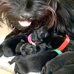 Scottish Terriers from Gulf Coast Scotties