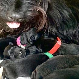 Scottish Terriers from Gulf Coast Scotties
