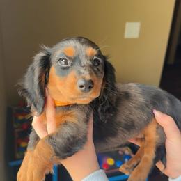 Black dapple female - Dapple female Dachshund puppy in Woodward, Oklahoma from Wiener Dreams Dachshunds