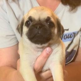 Daphne - Fawn female Pug puppy in Morgantown, West Virginia from Groovy Pugs