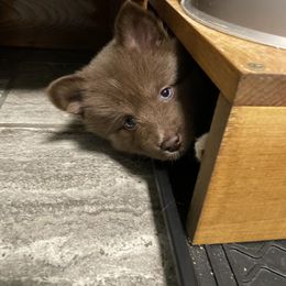 Pomsky Puppies from Michelle's Pomskies
