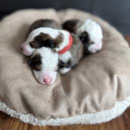 Shetland Sheepdog puppies from Heslip Family Puppies