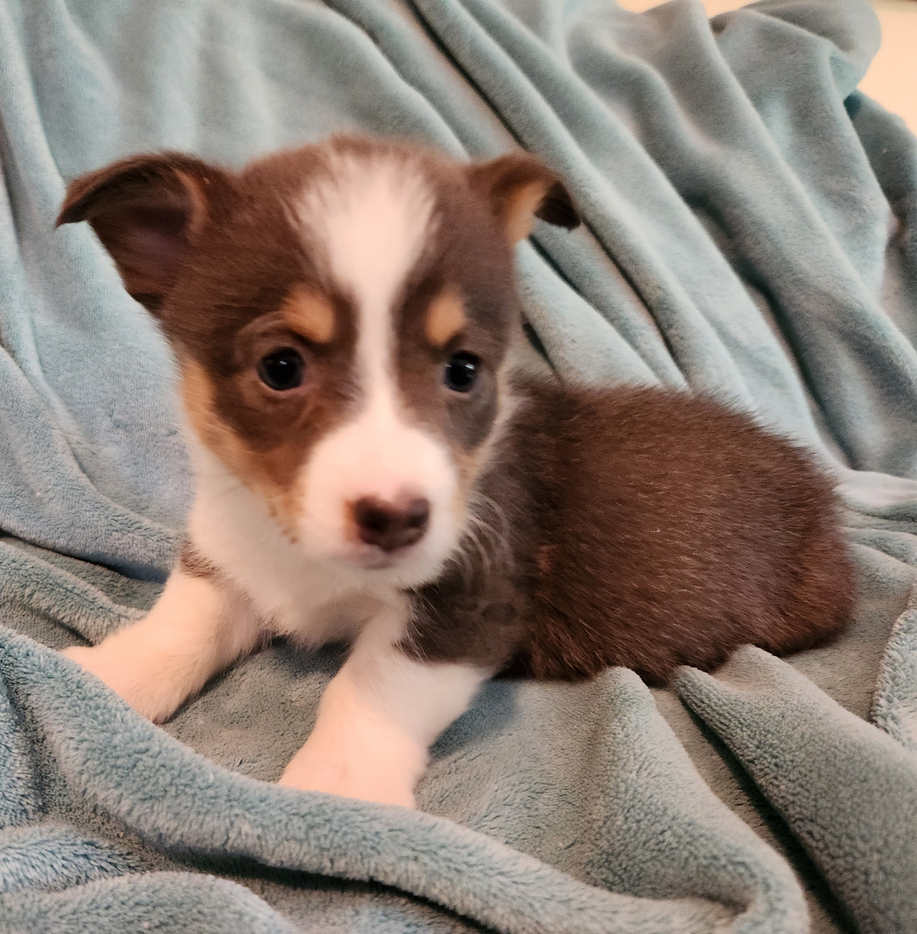 Pembroke Welsh Corgi Puppies from Workman Farms