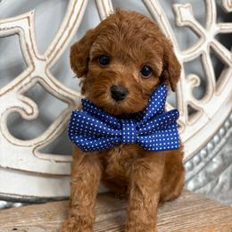 Blue collar - Red  male Goldendoodle puppy in Calico Rock, Arkansas from Cottrell’s Poodles & Doodles