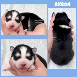 Akron - Black and white male Pomsky puppy in Sheffield, Iowa from Clover Ridge Pomskies