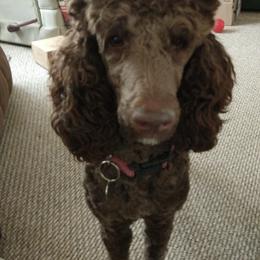 Poodles from Mary Holmes