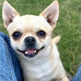 Border Collie and Chihuahua Puppies from Brooks Grove Canines LLC