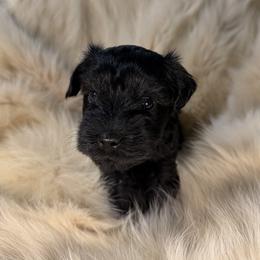 Ritz - Black male Miniature Schnauzer puppy in Los Angeles, California from Birkin’s Miniature Schnauzers