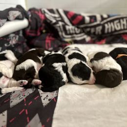 Goldendoodle Puppies from Life is Golden Doodles