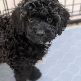 Aussiedoodle, Cavapoo, and Poodle Puppies from Robin's Nest Farm