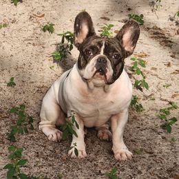 Merle - French Bulldog