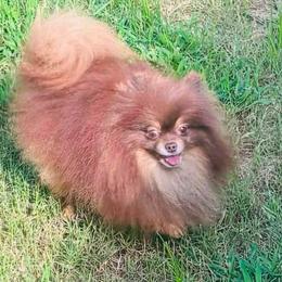 Chip - Chocolate and tan male Pomeranian puppy in Eastover, North Carolina from Tea-Cake Pomeranians of The Carolinas