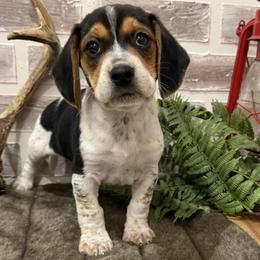 Copper - Black white and tan male Beagle puppy in West Plains, Missouri from Suncreek Puppies