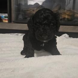 Zeus - Black male Goldendoodle puppy in Meridian, Idaho from Lucy's Golden Doodles