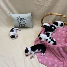 Border Collie Puppies from Hidey Hole Kennel