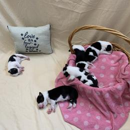 Border Collie Puppies from Hidey Hole Kennel