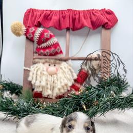 Sheldon - Dapple male Dachshund puppy in Prairieville, Louisiana from Southern Barron Danes & Dachshunds