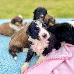 Aussiedoodle and Bordoodle Puppies from Dood B Ranch Doodles