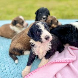 Aussiedoodle and Bordoodle Puppies from Dood B Ranch Doodles