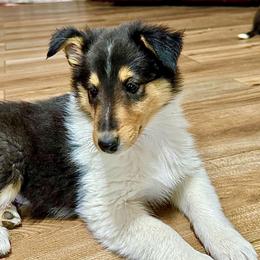 Boy 2  Allen - male Scottish Collie puppy in Newcastle, Wyoming from Wykota 7K Scottish Collies
