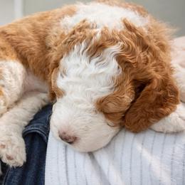 Buttercup - Red female Bernedoodle puppy in Mint Hill, North Carolina from Ball-Y-Hoo Bernedoodles