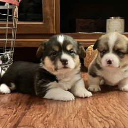 American Corgi and Pembroke Welsh Corgi Puppies from Folly Acres Corgis