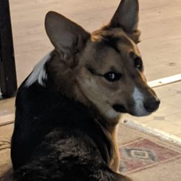 Tango, Short Man - Pembroke Welsh Corgi