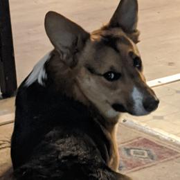 Tango, Short Man - Pembroke Welsh Corgi
