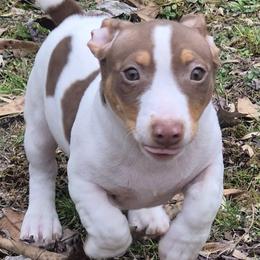 Owen - White and chocolate male Teddy Roosevelt Terrier puppy in Murray, Kentucky from Froschwald German Shepherds and Xanadu Teddy Roosevelt Terriers
