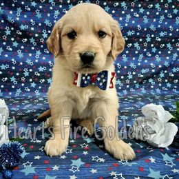 Golden Retriever Puppies from Golden Meadow