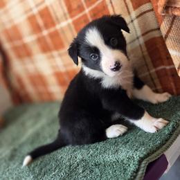 Leo - Black and white male Border Collie puppy in Gary, Indiana from Lake Ridge Border Collies