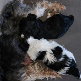 Yorkshire Terrier Puppies from Parti Time Yorkies Indy