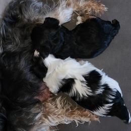 Yorkshire Terrier Puppies from Parti Time Yorkies Indy