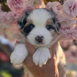 Poppy - Blue merle female Miniature Australian Shepherd puppy in Massapequa, New York from All That Auss Mini Aussies
