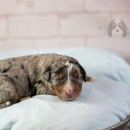 Rachel Lynde - Blue merle female Bernedoodle puppy in Eureka, Illinois from Joley Aire Family Dogs