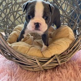 Boston Terrier Puppies from Angie's Little Bostons