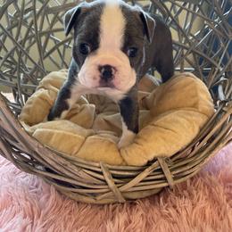 Boston Terrier Puppies from Angie's Little Bostons