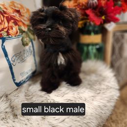 Miniature Schnauzer Puppies from J&L Floppy Eared Schnauzers