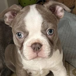 Boston Terriers from Boston Puppies