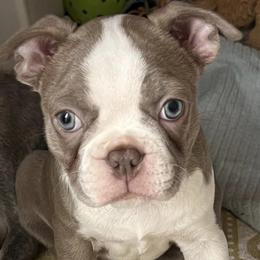 Boston Terriers from Boston Puppies