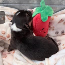 AKC RHT 1 Red - Black and tan female Pembroke Welsh Corgi puppy in Summerfield, Florida from Promise Land Farm