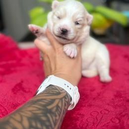 Lucky - White male Pomsky puppy in Coos Bay, Oregon from Ocean View Pomskies